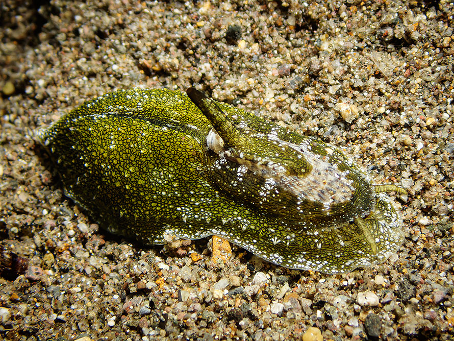 Macroschisma cuspidatum